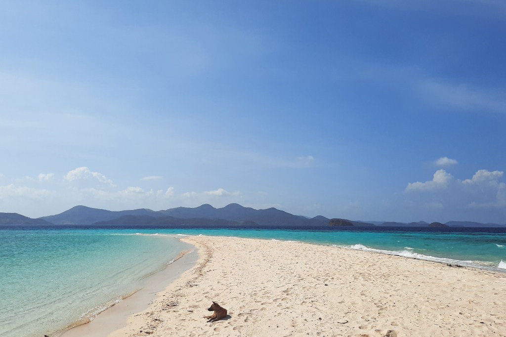 Long white sandbar surrounded by clear turquoise waters and an island dog resting in the foreground