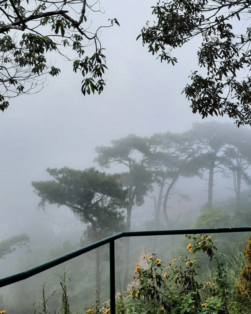 Misty scenery of trees in Baguio City