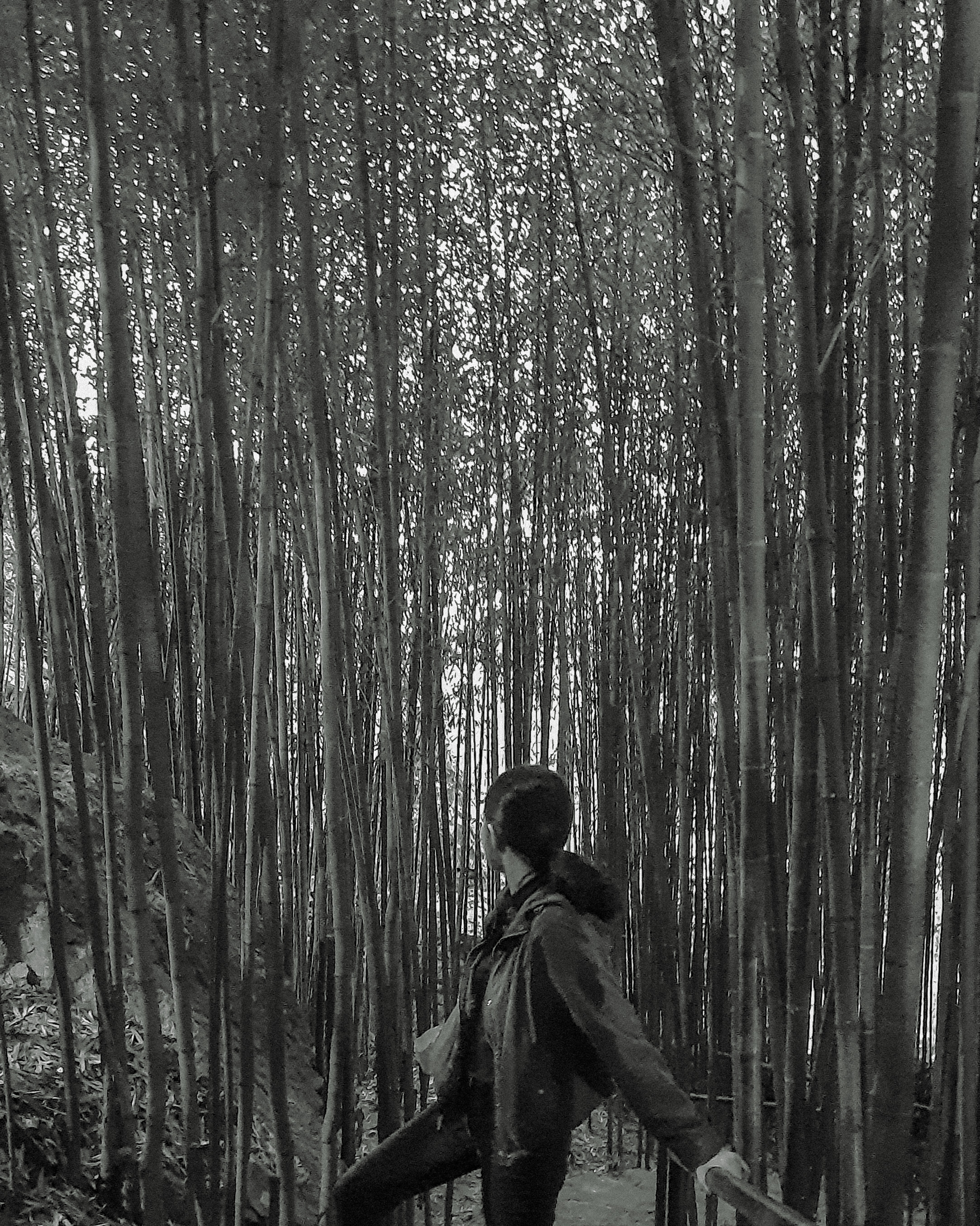 A person standing amidst tall bamboo stalks, gazing upwards.