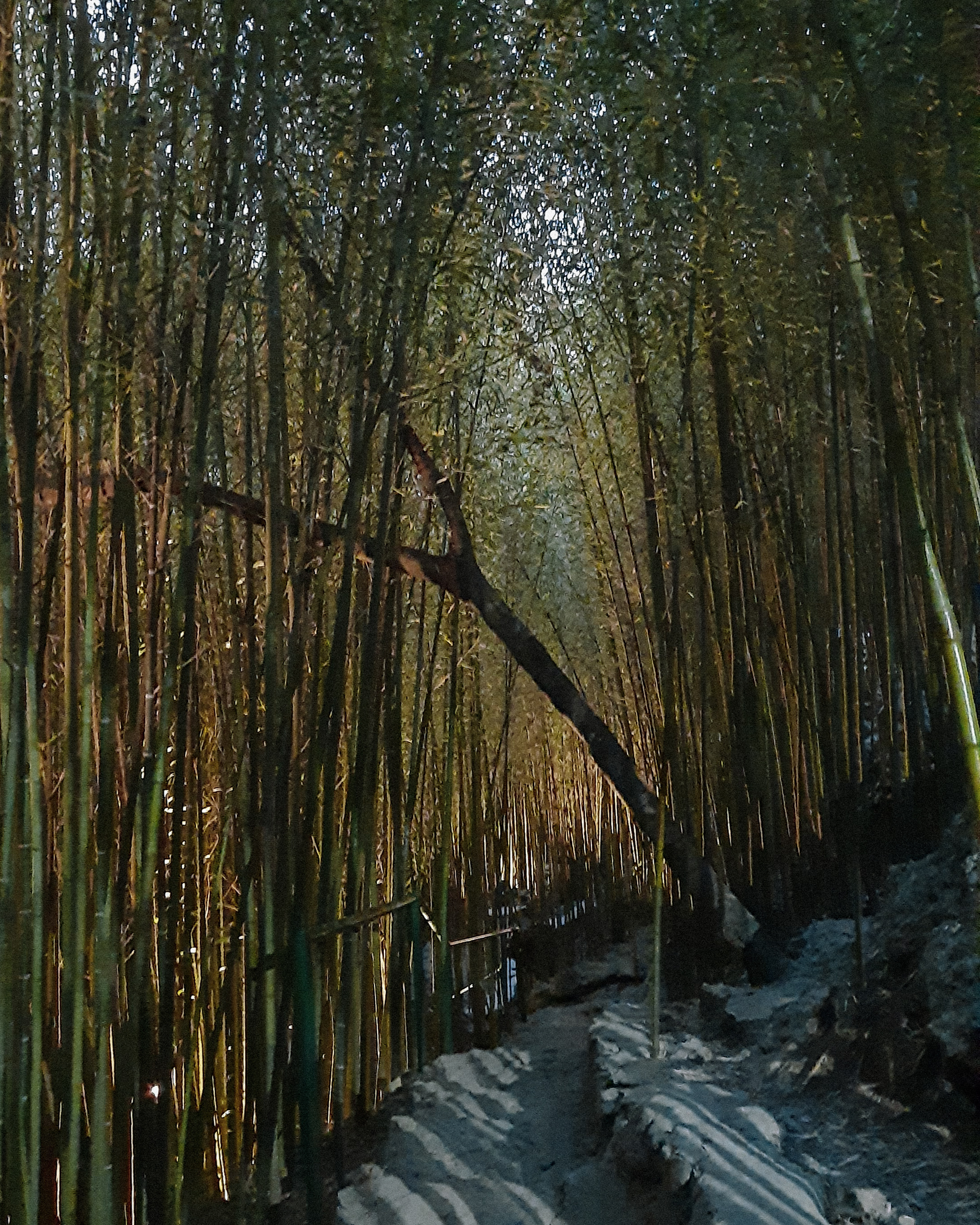 Mirador Heritage and Eco Park's Arashiyama Bamboo Grove