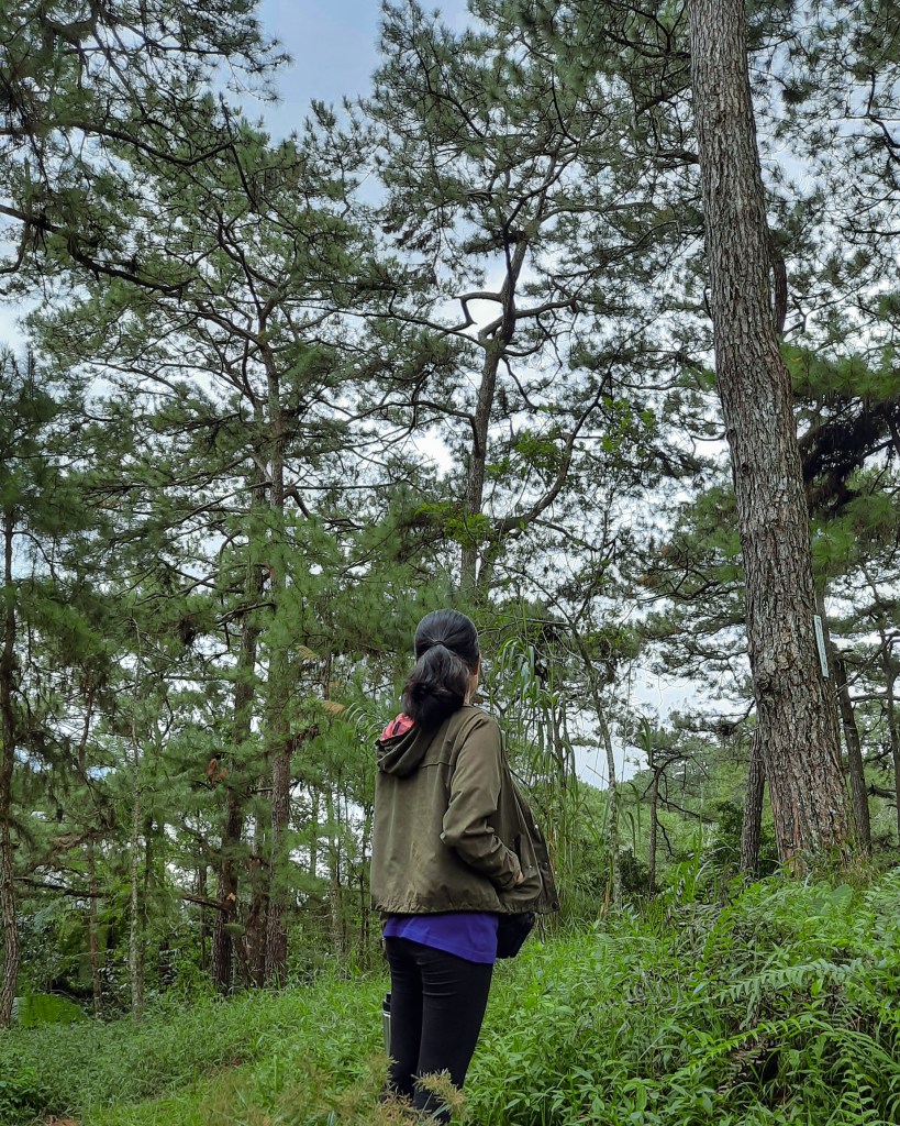 Person standing in a green forest, surrounded by tall pine trees, looking up at the canopy.