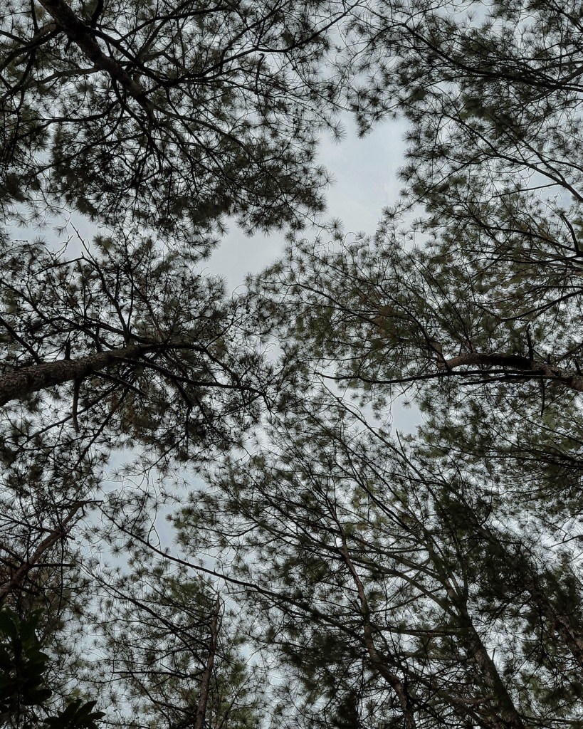 Canopy of pine trees in the Yellow Trail
