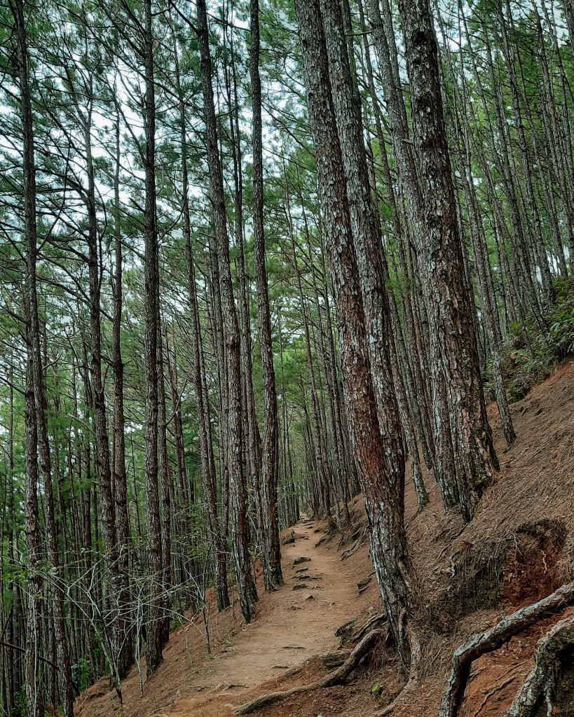 Towering pine trees flanking the path at Camp John Hay's Yellow Trail