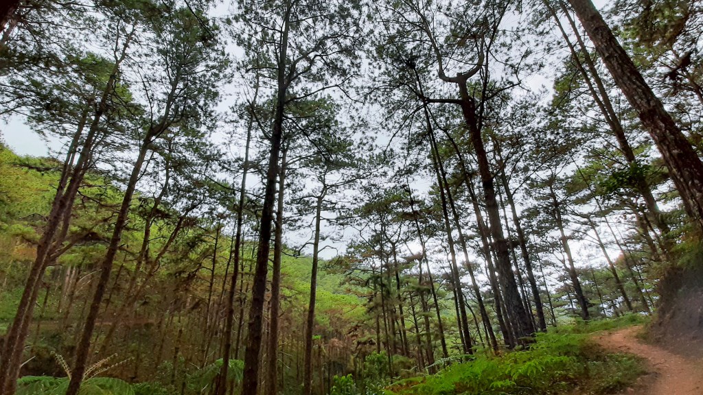 Tall pine trees lining a hiking trail in Baguio City, with a lush green backdrop and a cloudy sky.