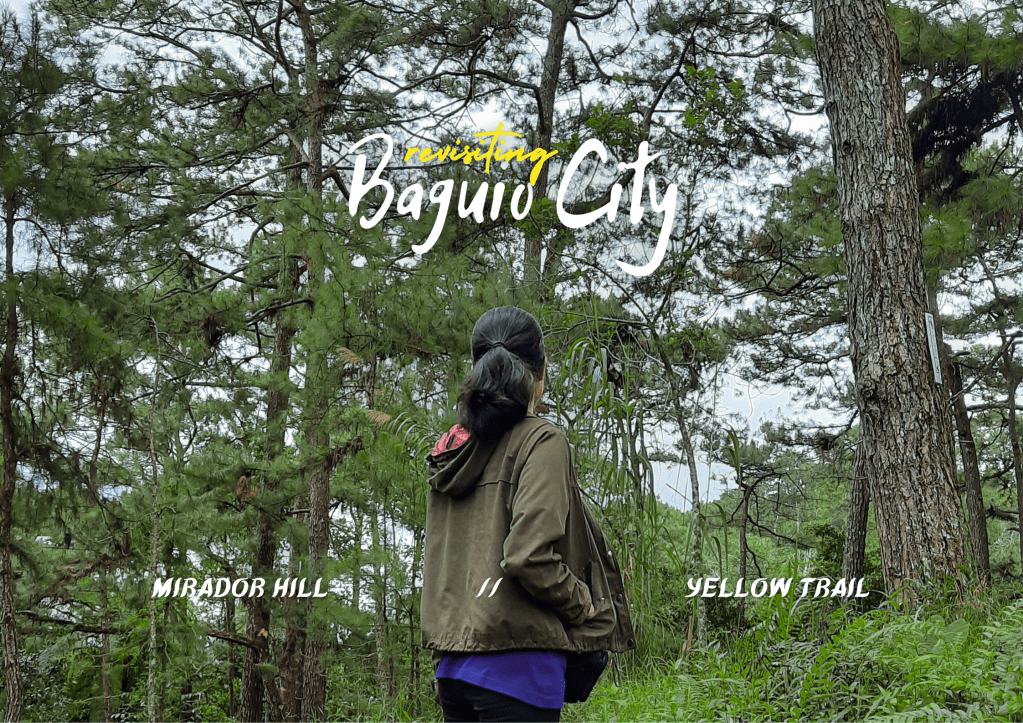Person standing in a green forest, surrounded by tall pine trees, looking up at the canopy.