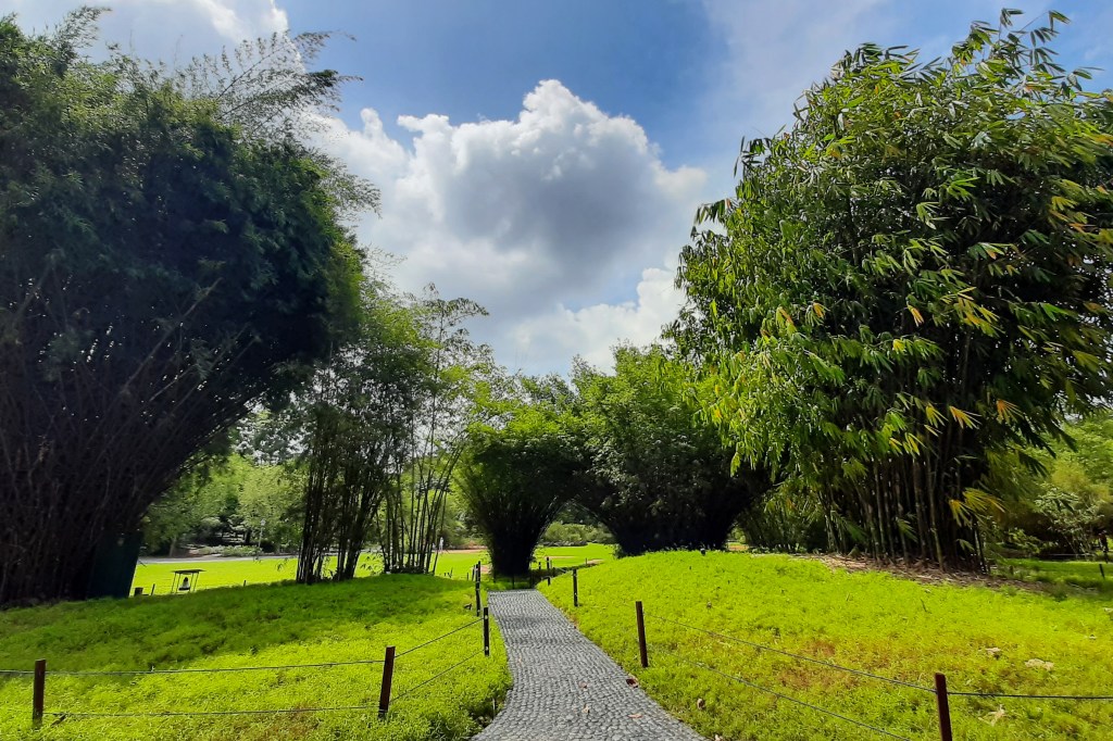 A serene pathway winding through lush greenery and bamboo plants under a partly cloudy sky, located in the Singapore Botanic Gardens.