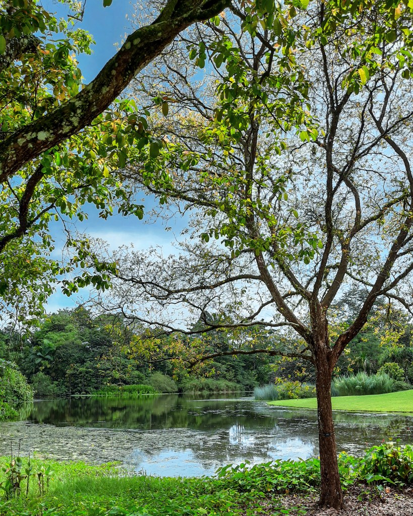 Scenic view of one of the lakes found in Singapore Botanic Gardens