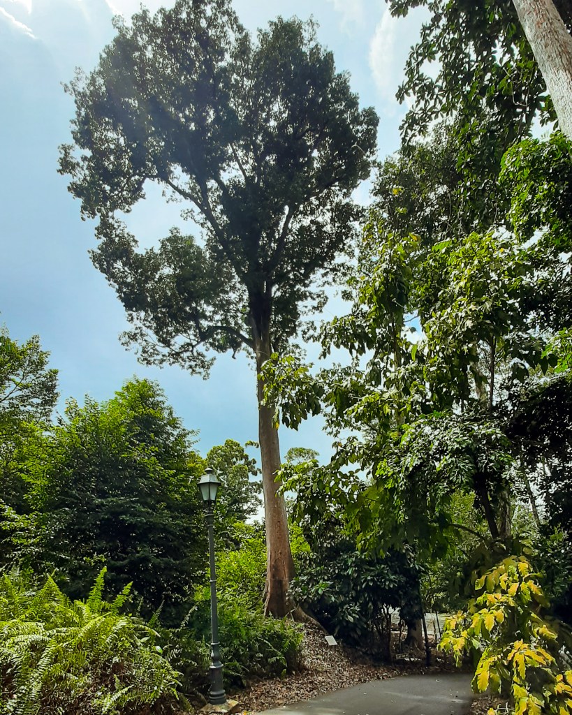 Tall tree amidst lush greenery in Singapore Botanic Gardens with a pathway and lamp post.