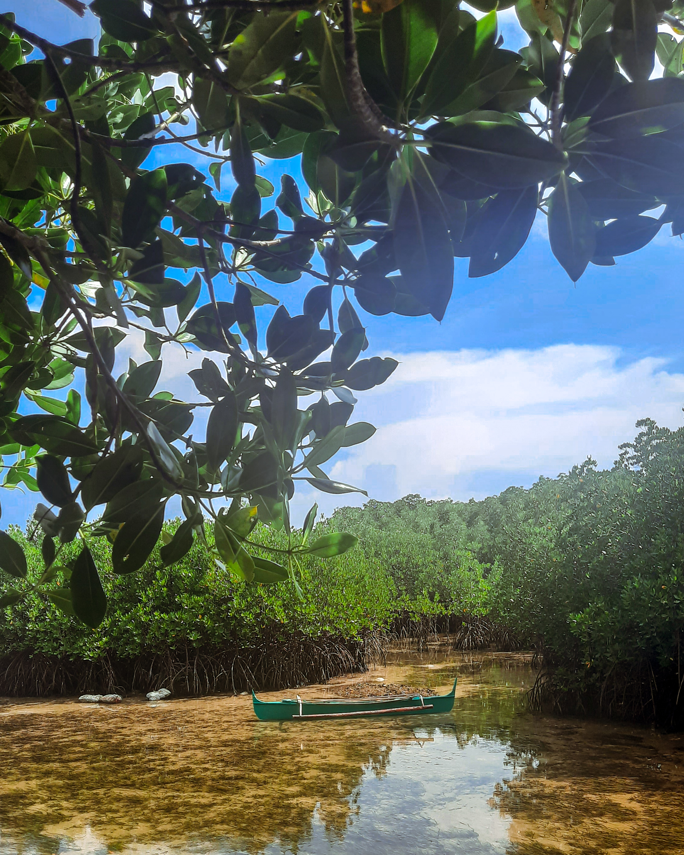 Boat with a background of mangroves at Omagieca Mangrove Eco-Park