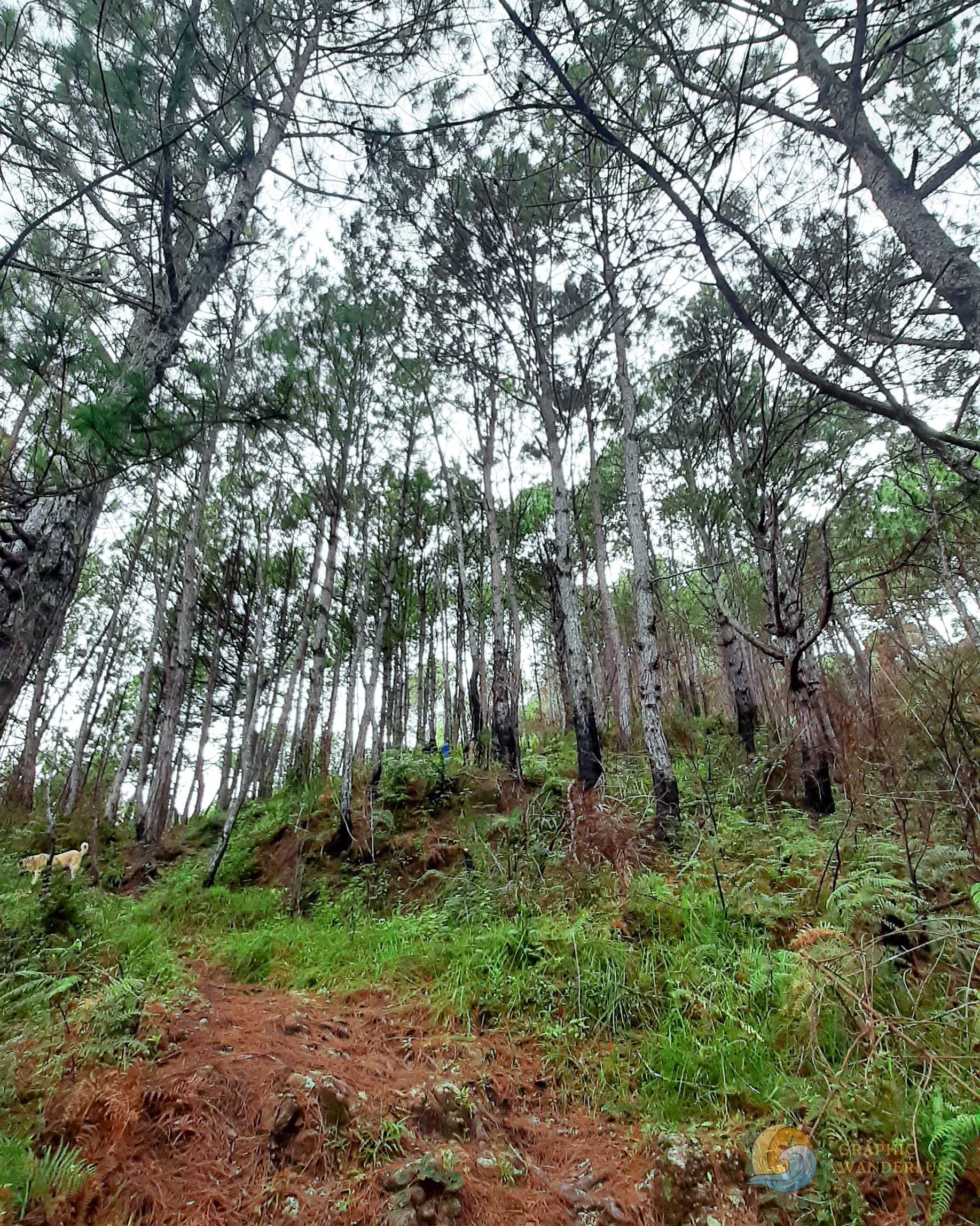 Pine tree forest of Mt. Fato with steep trail