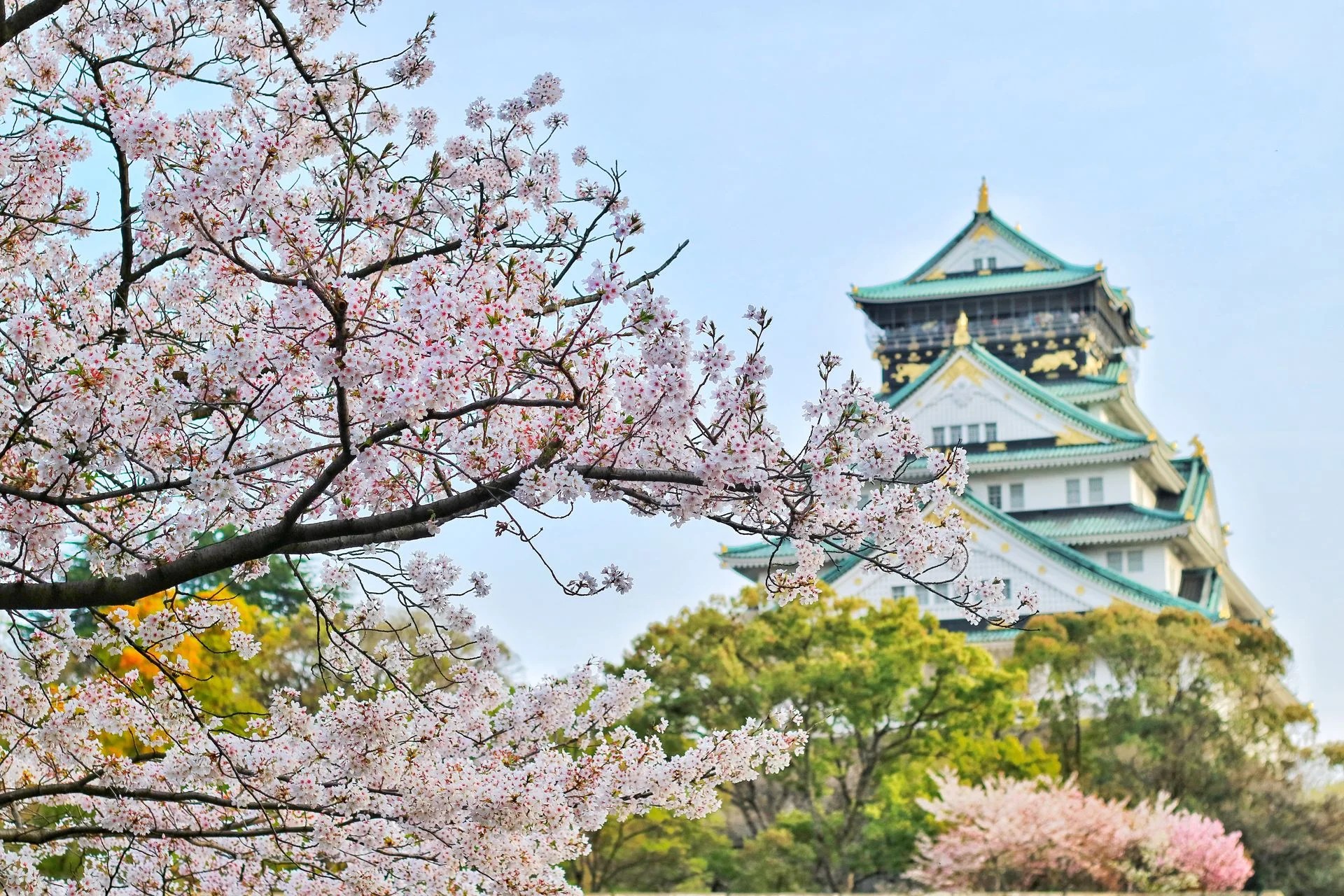 Osaka Spring Cherry blossom tree blooming near historic Japanese castle with green rooftops and golden accents