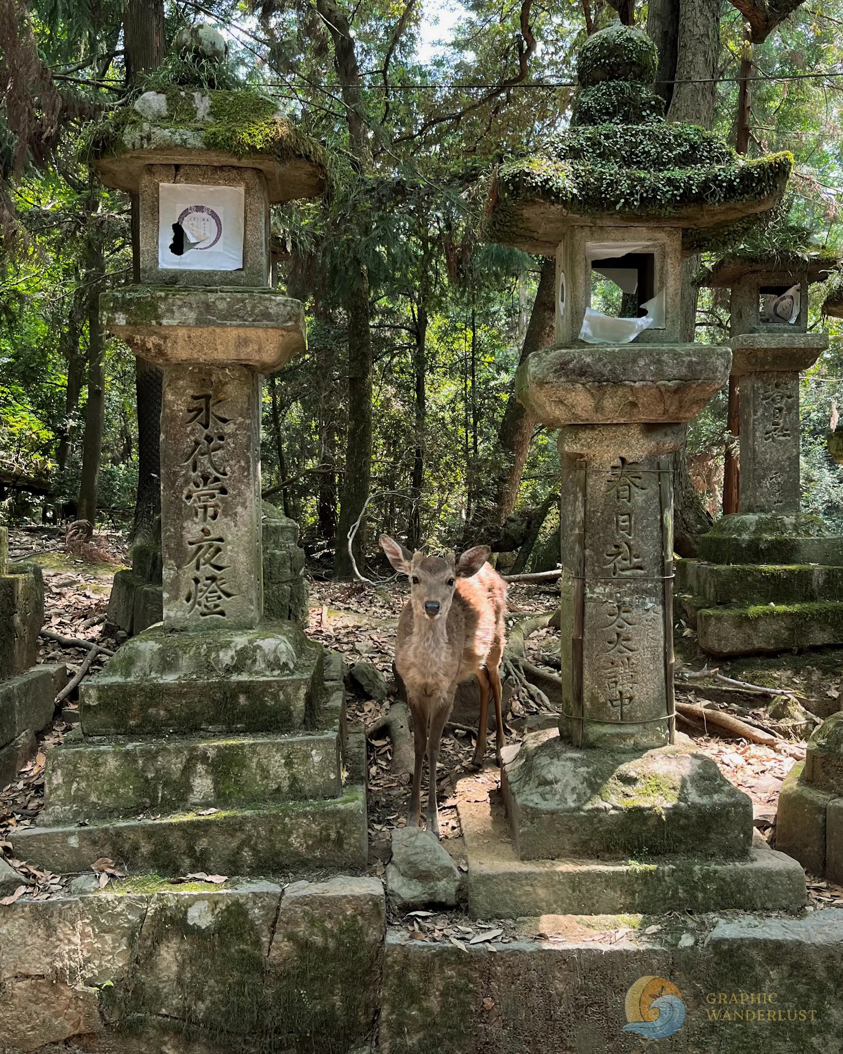 A young deer standing in between two stone lanterns in the middle of a forest.