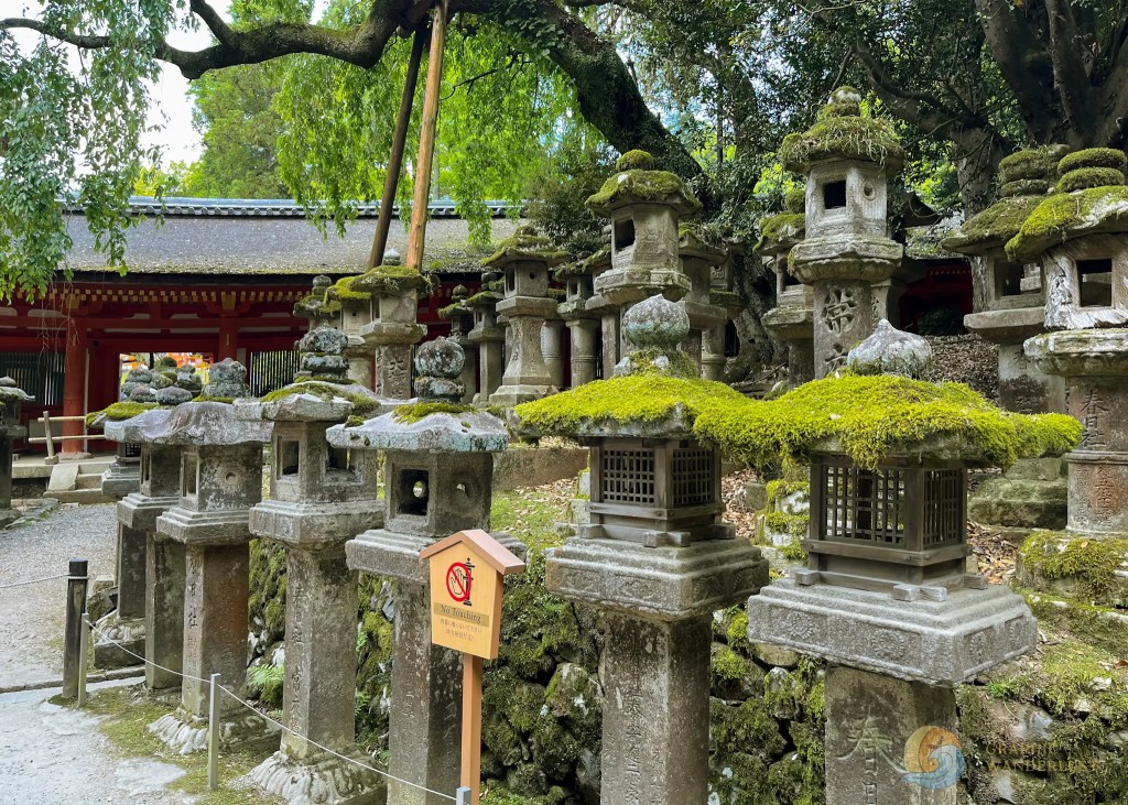 A series of stone lanterns covered in moss found beside a Shinto shrine and under a tree.