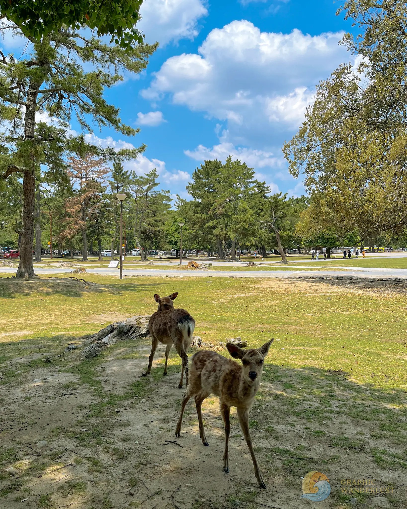 Two deer standing on grass near trees and a parking lot under a partly cloudy sky