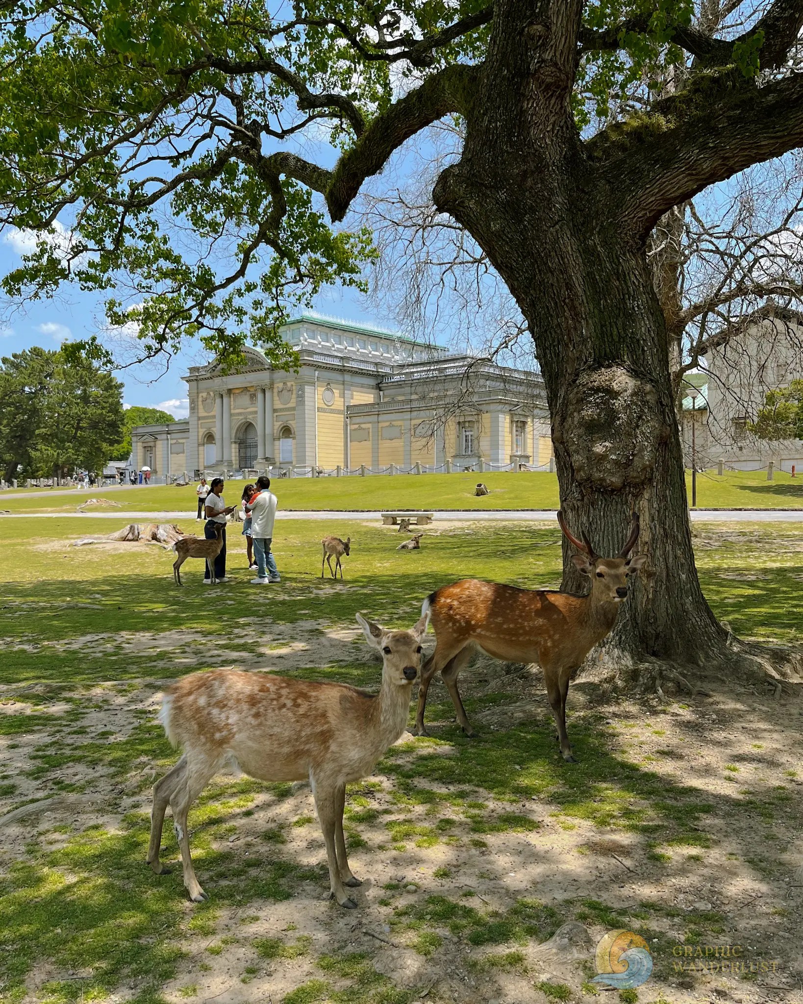 Deer under a large tree with a historical building and people in the background