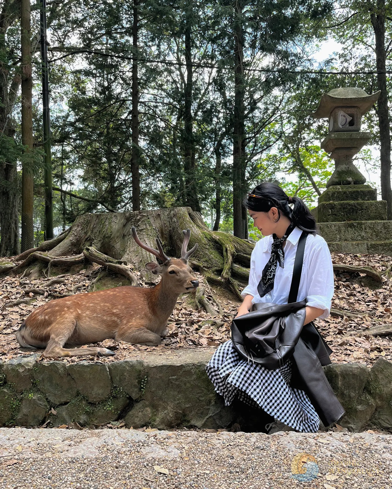 A woman sitting beside and looking an old deer with lush trees, cut tree trunk and stone lantern in the background. 
