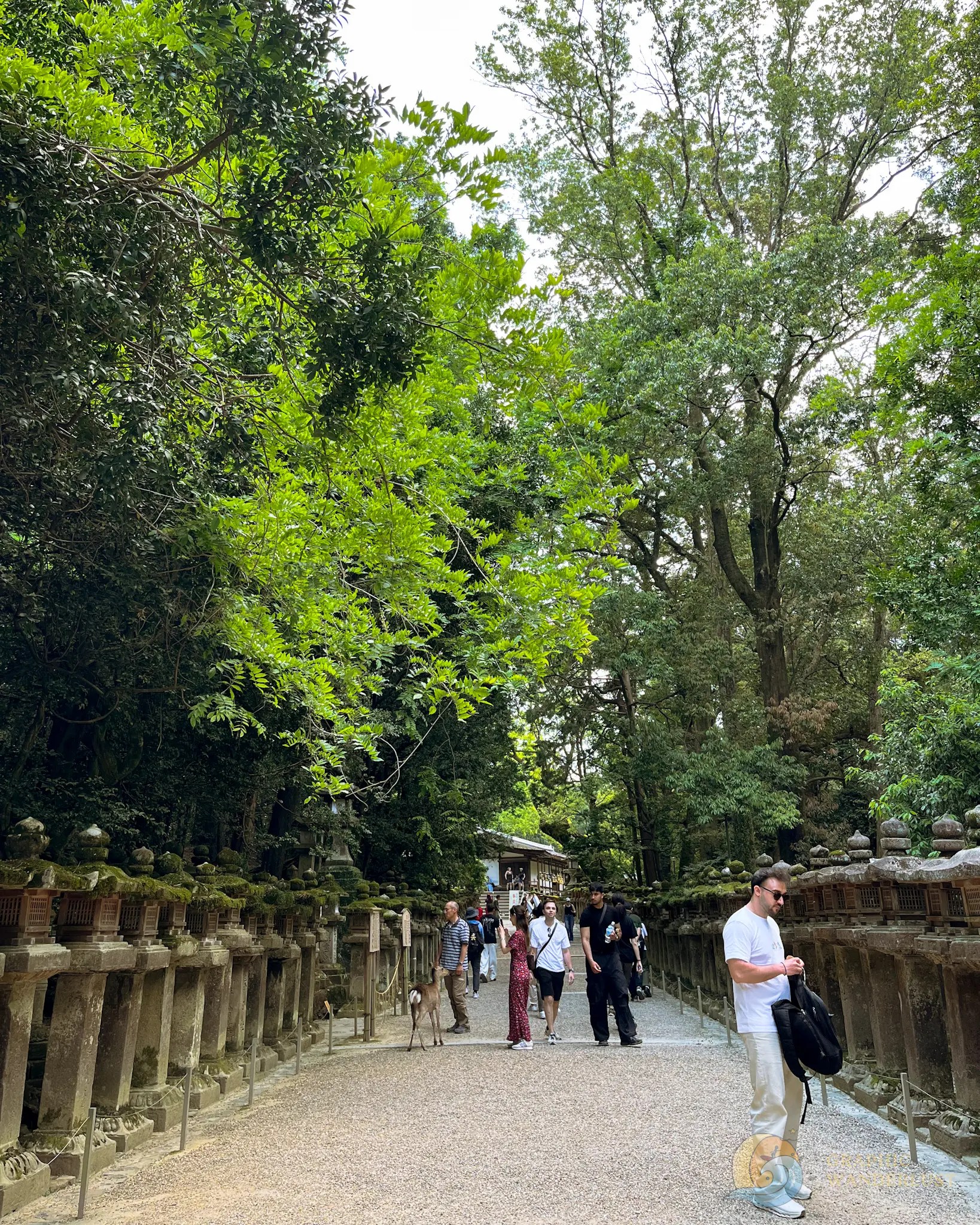 A tree-lined and stone lantern-lined path with a few people walking in the middle and a deer interacting with them.
